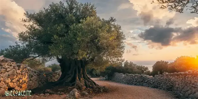 olivo variedades aceituna