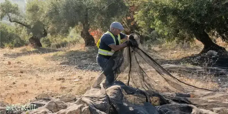 Cultivo ecológico de la aceituna Abonado ecológico