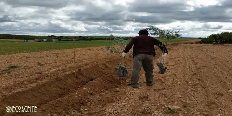 plantar olivos, como plantar olivos