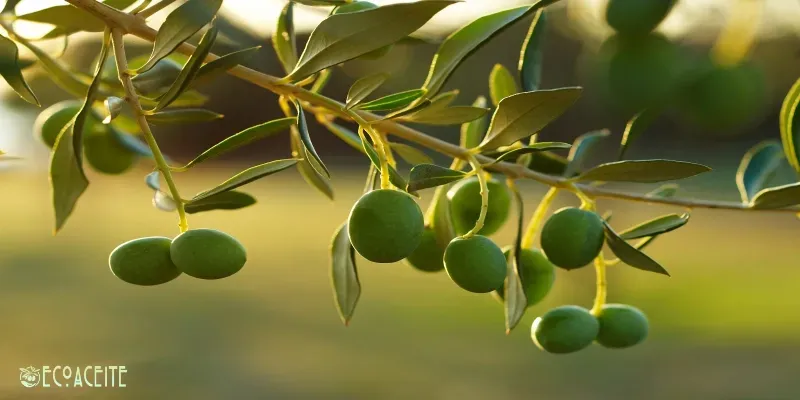 Diferencia entre aceite de oliva virgen extra y AOVEE Ecológico