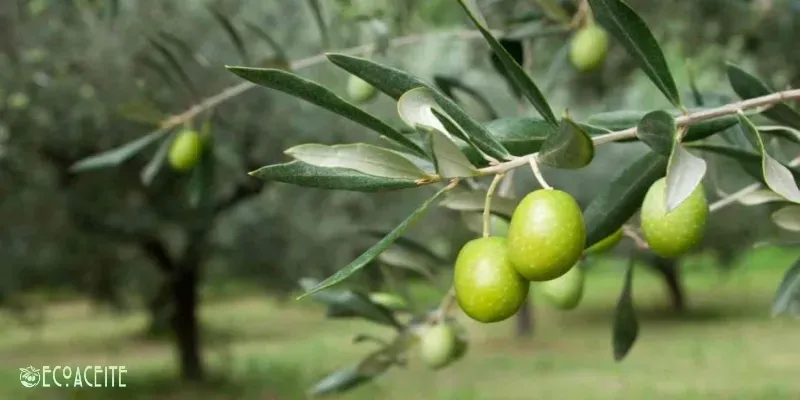 competiciones mejor aceite del mundo