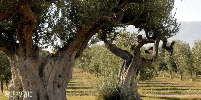 cultivo ecológico aceituna