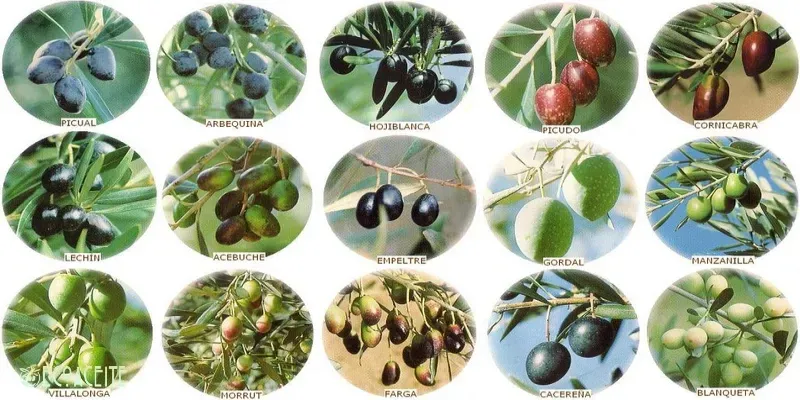 variedades de olivo